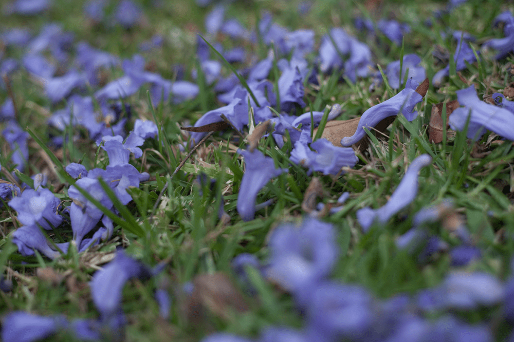Jacaranda_02